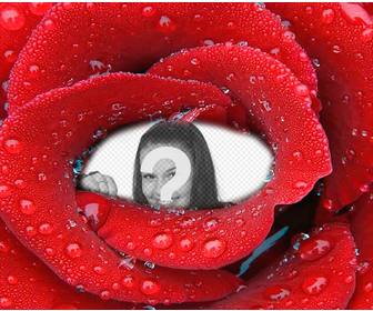 photomontage avec photo enferme dans une rose fraiche