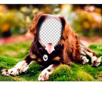 placez votre visage sur un chien posant avec ce photomontage ligne