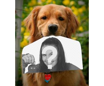photomontage avec un chien tenant une photographie avec son nez dans une drole facon ce golden retriever