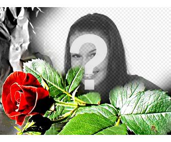 cadre photo personnalisable un eed rose ideal pour les amoureux