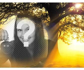 modifier cette photo collage dun coucher soleil avec un arbre votre photo libre effet photo