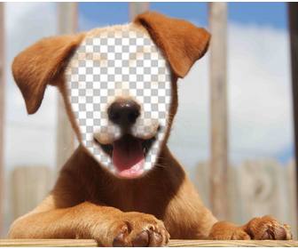 ajouter votre visage face dun beau chien avec effet fun cet effet telecharger votre photo sur le visage dun chiot et le partager sur vos reseaux sociaux pour faire rire vos amis avec cet effet gratuit et tres reel soyez un chien tendre avec sa langue pendante edition photomontages ou votre visage fusionner avec ce chien les gens vont adorer