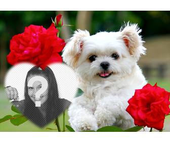 effet libre lamour avec un chiot mignon et fleurs rouges pour ajouter votre photo