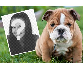 effet ligne avec un bulldog anglais ou vous pouvez ajouter votre photo