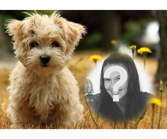 effet photo avec un chiot mignon ou vous pouvez ajouter votre photo gratuitement