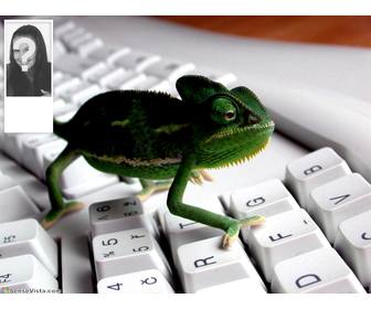 contexte twitter avec une image dun cameleon dans un clavier personnaliser avec votre photo sur le cote