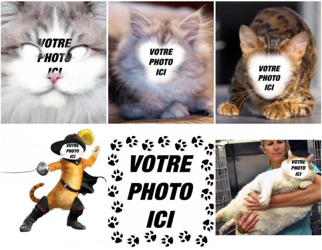 Photomontage avec des chats à faire avec vos photos