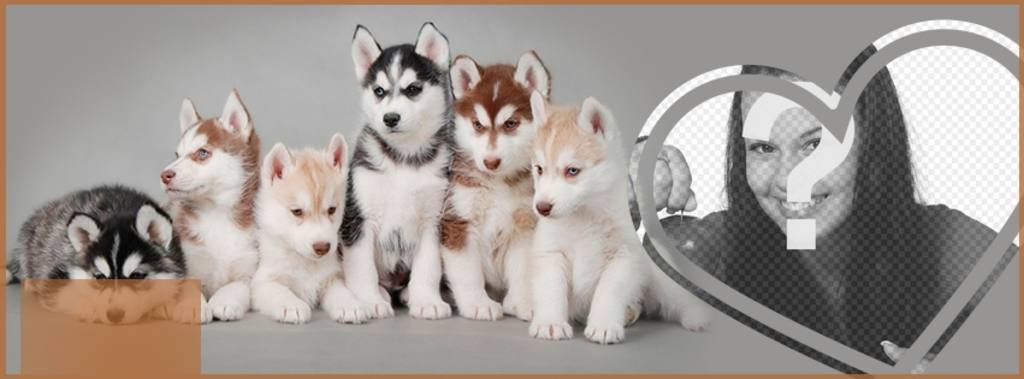 Personnalisez votre profil Facebook avec une couverture complète de chiot husky et votre photo. ..