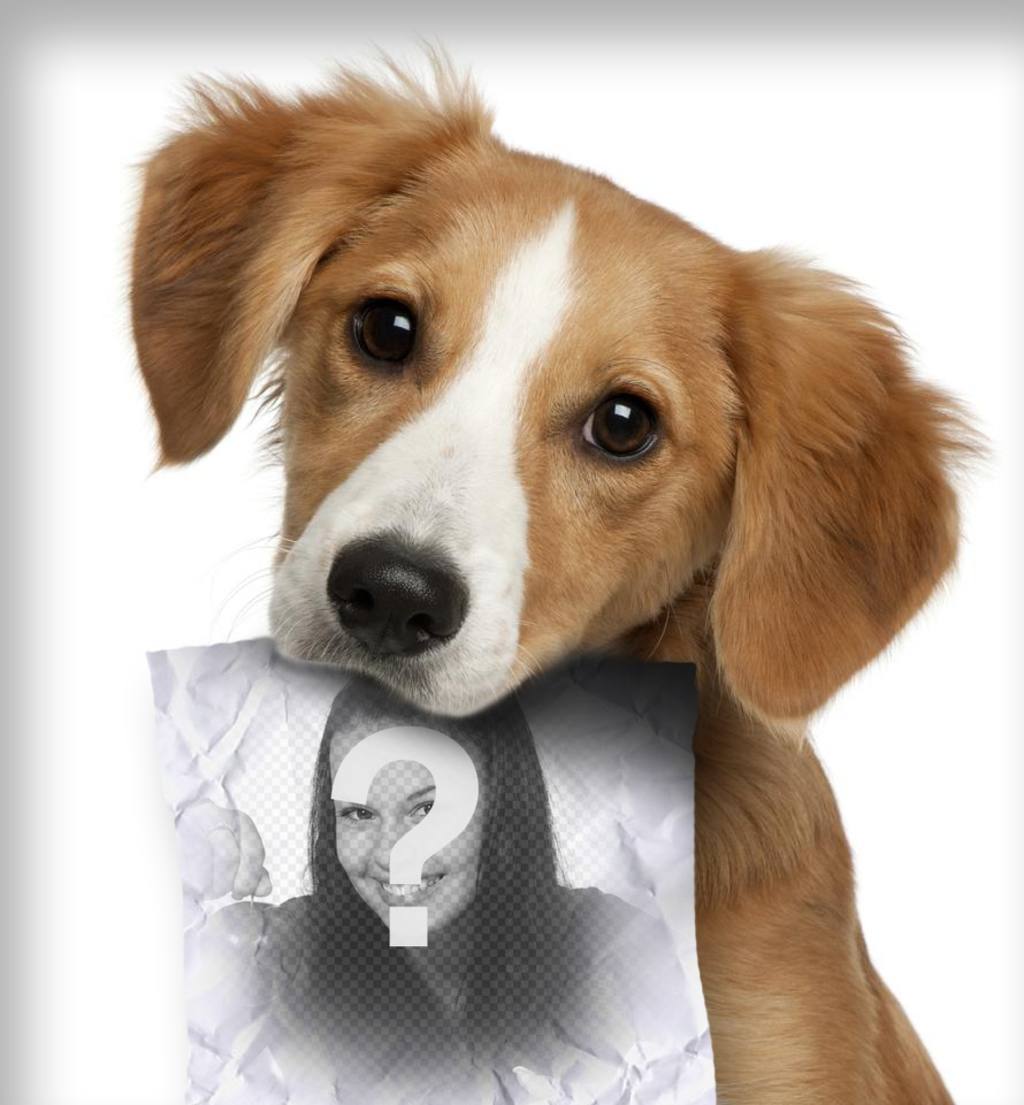 Photomontage avec chiot triste à la recherche de son propriétaire qui a un rôle dans la bouche où vous pouvez télécharger une..