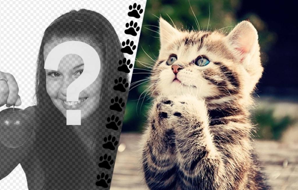 Créer un collage avec chaton drôle demander quelque chose et une photo de vous sur la gauche avec une bande de petites pattes..