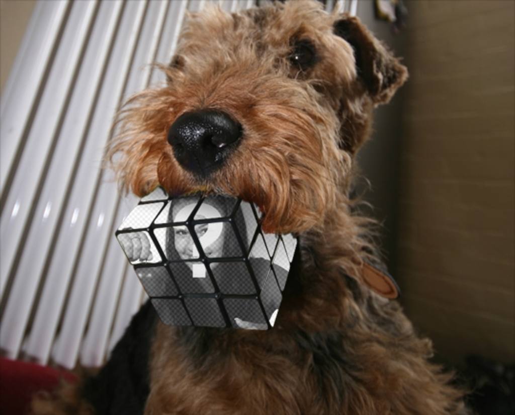 Rubik cube Photomontage mordu par un chien. Télécharger une photo et faire cet..