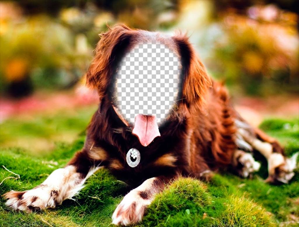 Placez votre visage sur un chien posant avec ce photomontage en ligne ..