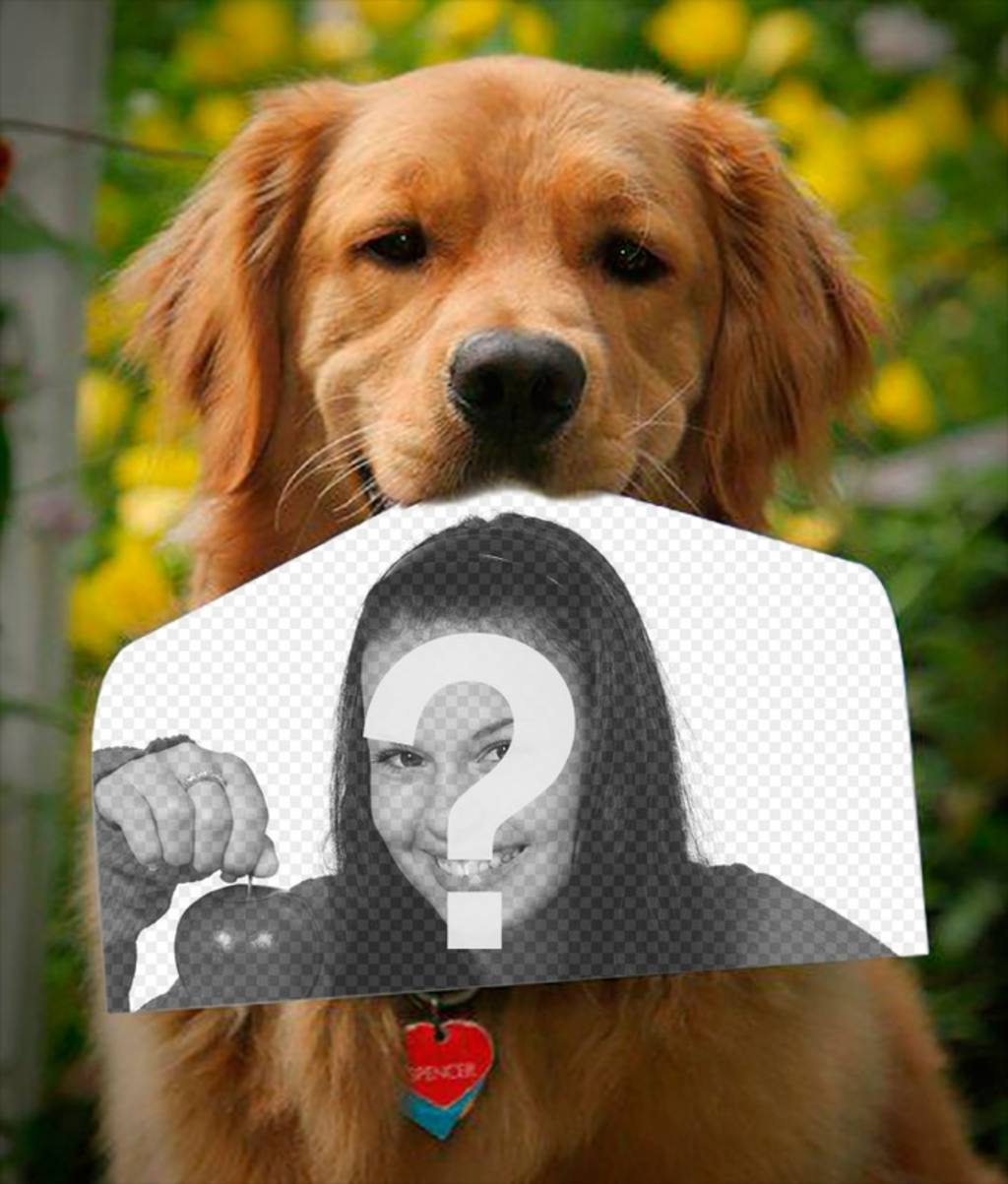 Photomontage avec un chien tenant une photographie avec son nez dans une drôle de façon. Ce golden retriever ..