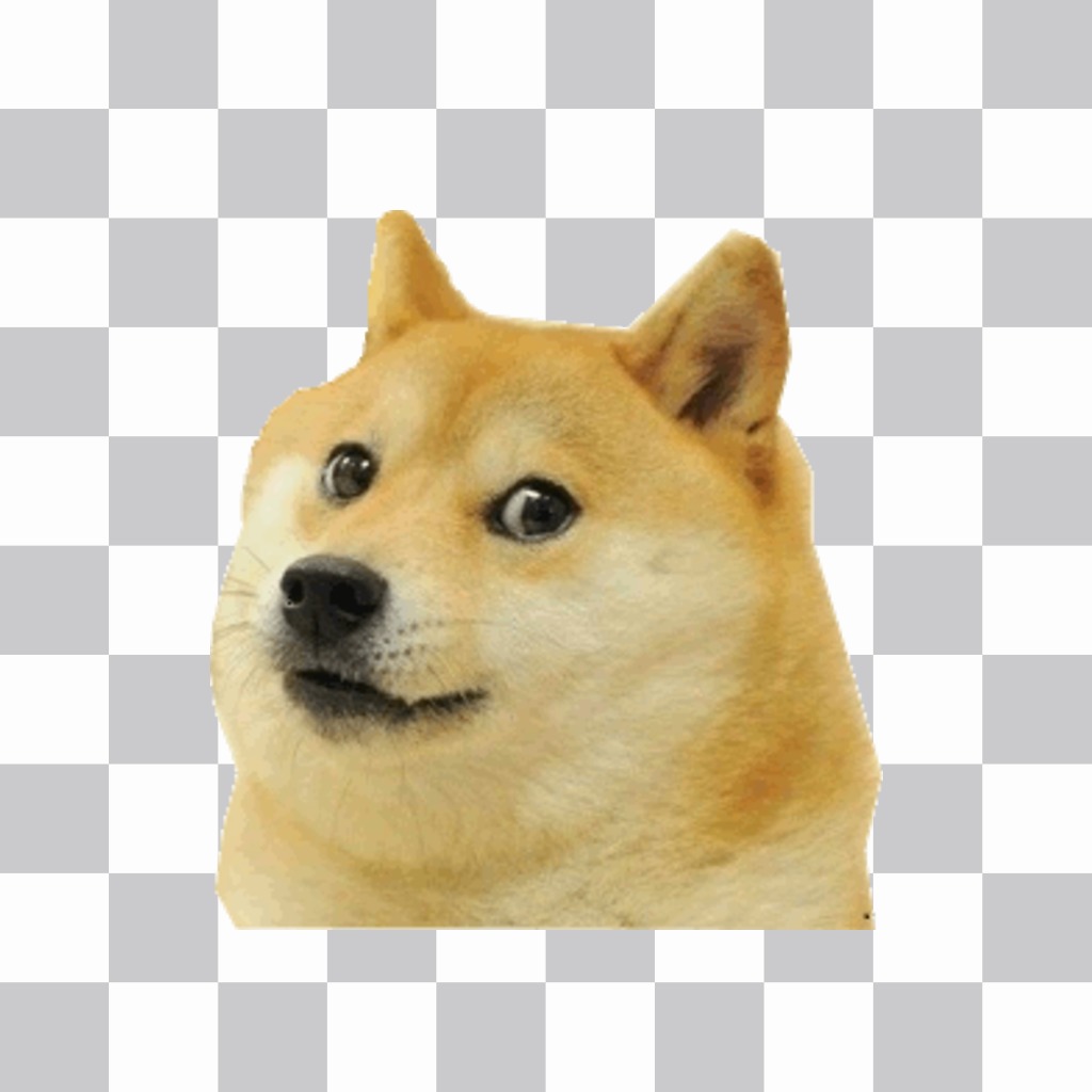 Autocollant du doge de meme ..