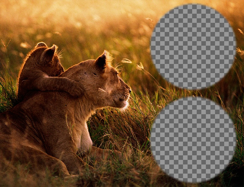 Collage de deux photos avec une lionne et son petit. ..