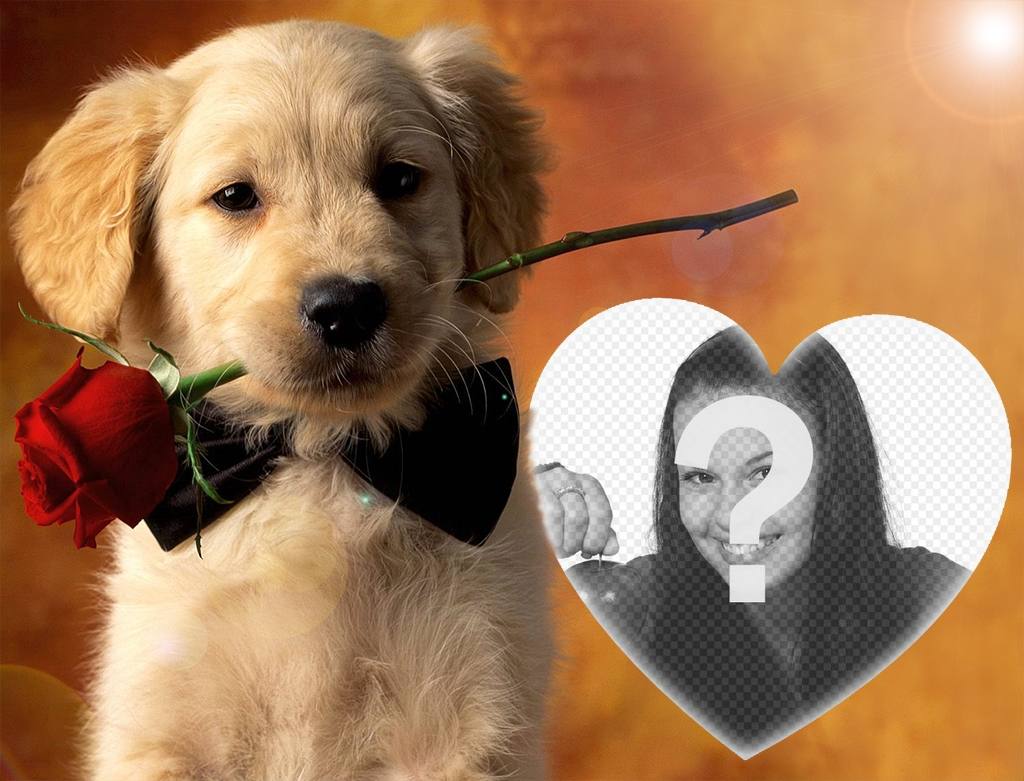 Téléchargez votre photo à cet effet avec un chien doux et une rose ..