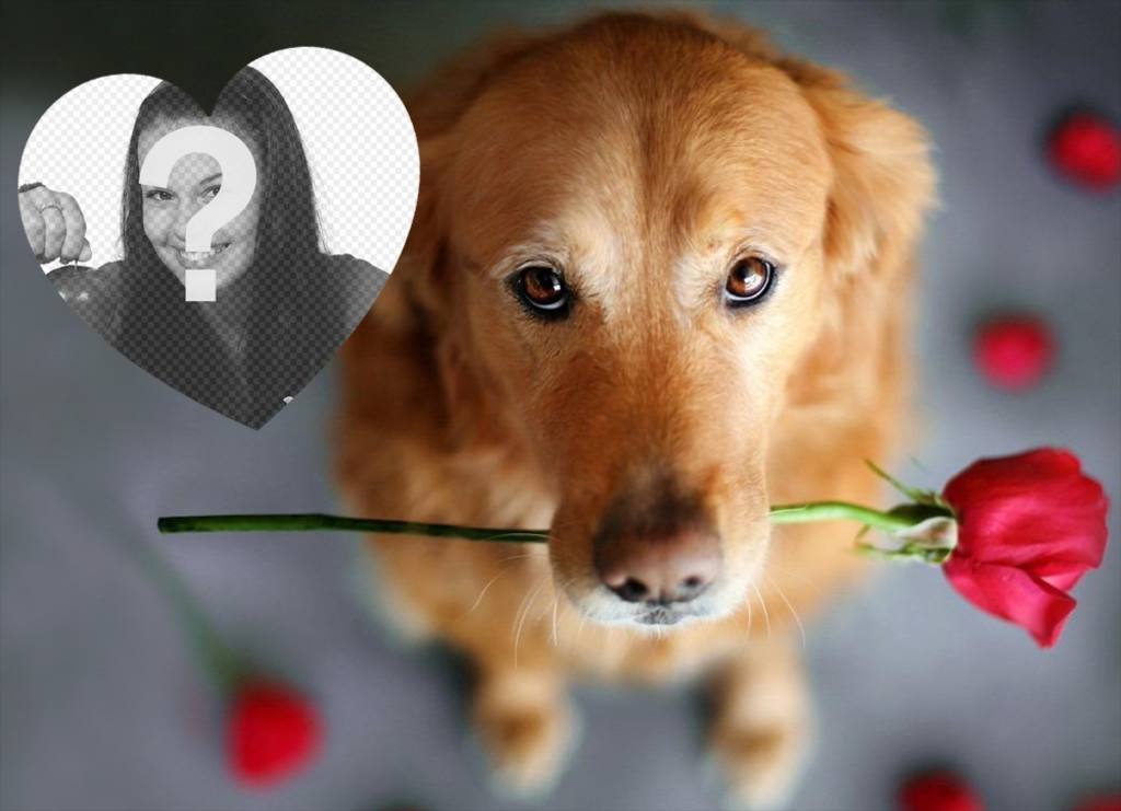 Romantic effet photo avec un chien et une rose pour ajouter votre photo ..