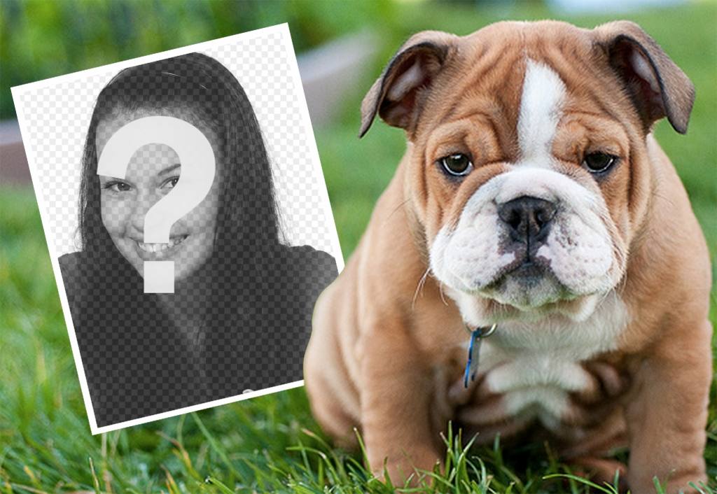 effet en ligne avec un Bulldog anglais où vous pouvez ajouter votre photo ..