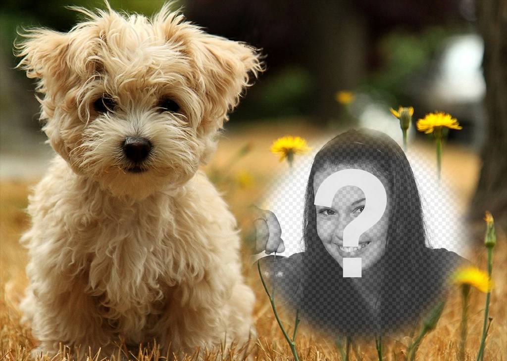 Effet photo avec un chiot mignon où vous pouvez ajouter votre photo gratuitement ..