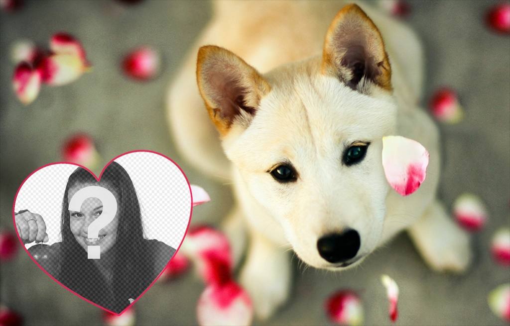 effet photo mignon pour ajouter votre photo dans un coeur avec un chiot de photomontages en ligne que vous pouvez utiliser comme photo de couverture où vous pouvez ajouter votre photo à lintérieur dun coeur avec un chien mignon et pétales de rose. Un effet libre très mignon..